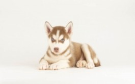Mika & Kong's son Ophi of Portuguese Cove, NS at 6 weeks